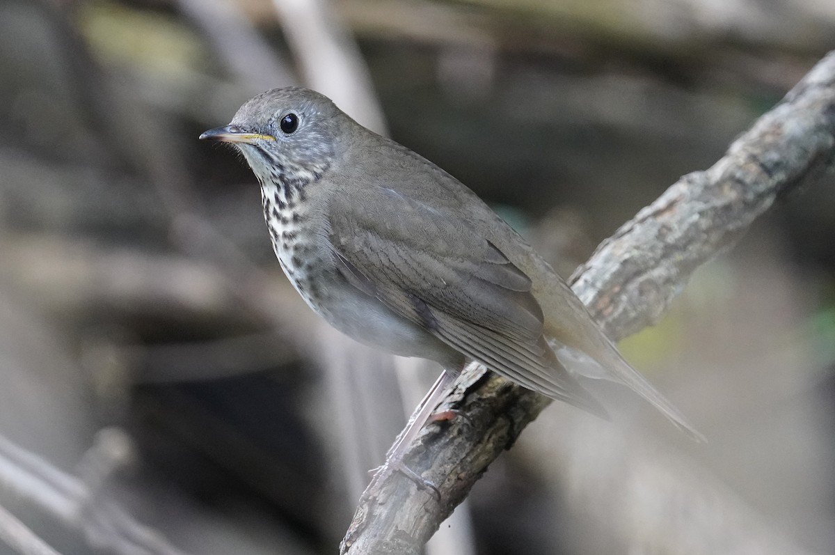 Gray-cheeked Thrush - ML482164091