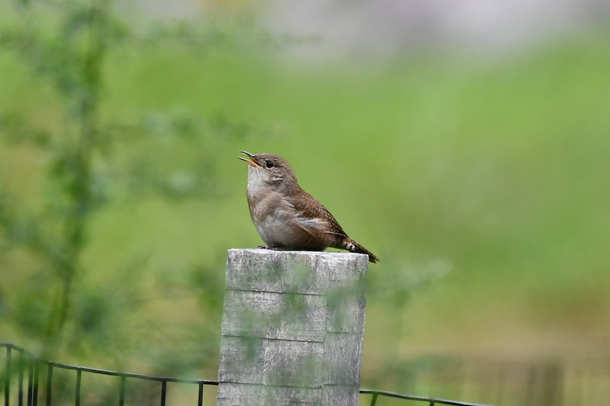 Northern House Wren - ML482166761