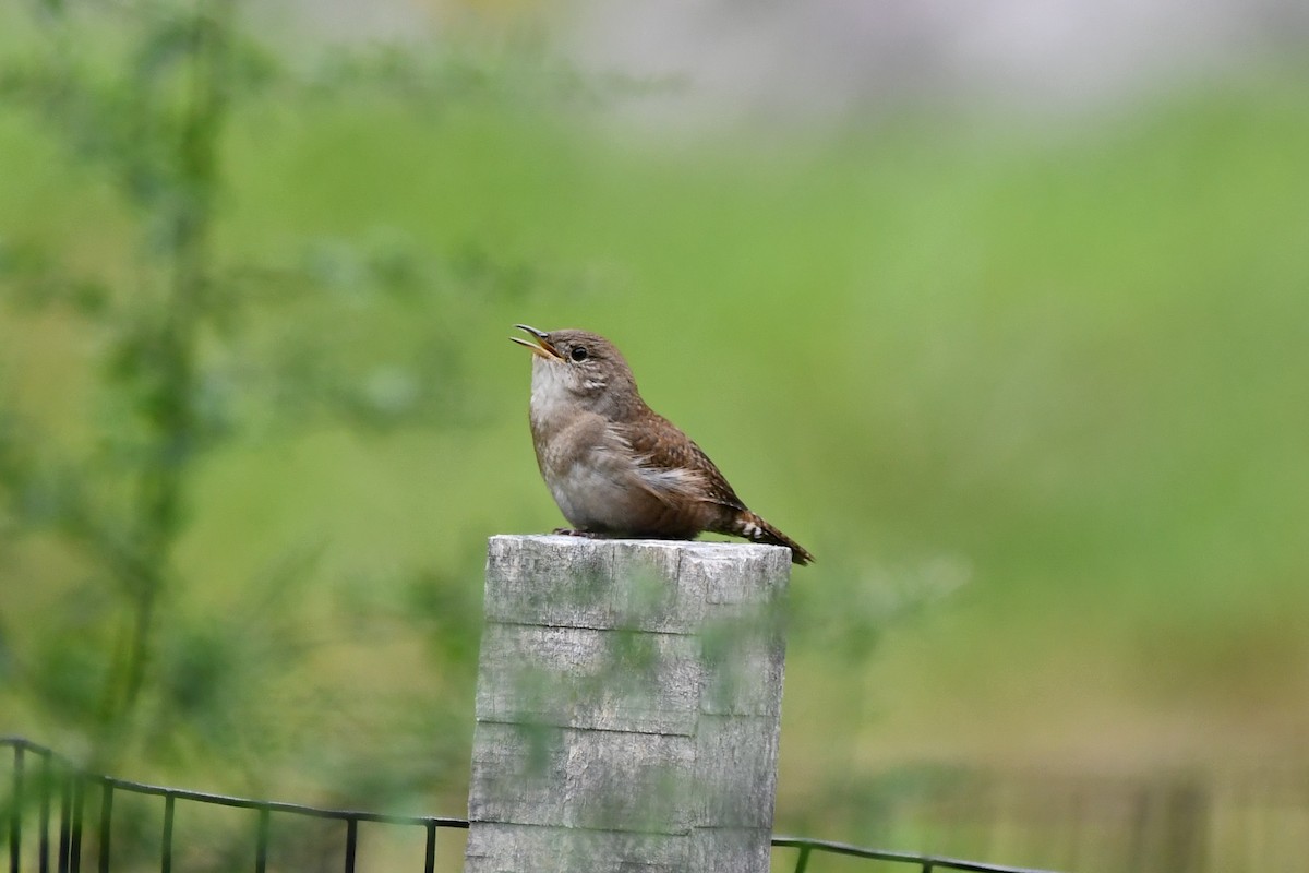 House Wren - ML482166761