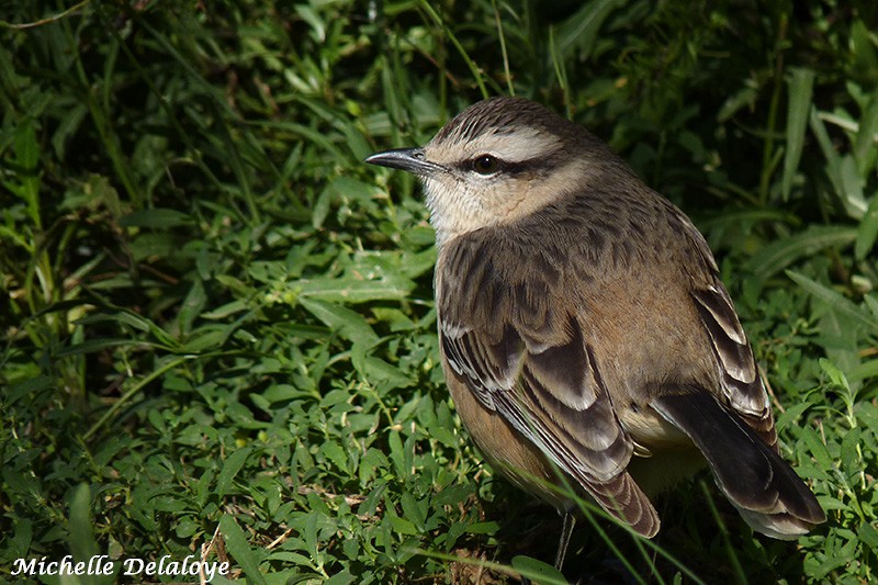 Chalk-browed Mockingbird - ML48216781