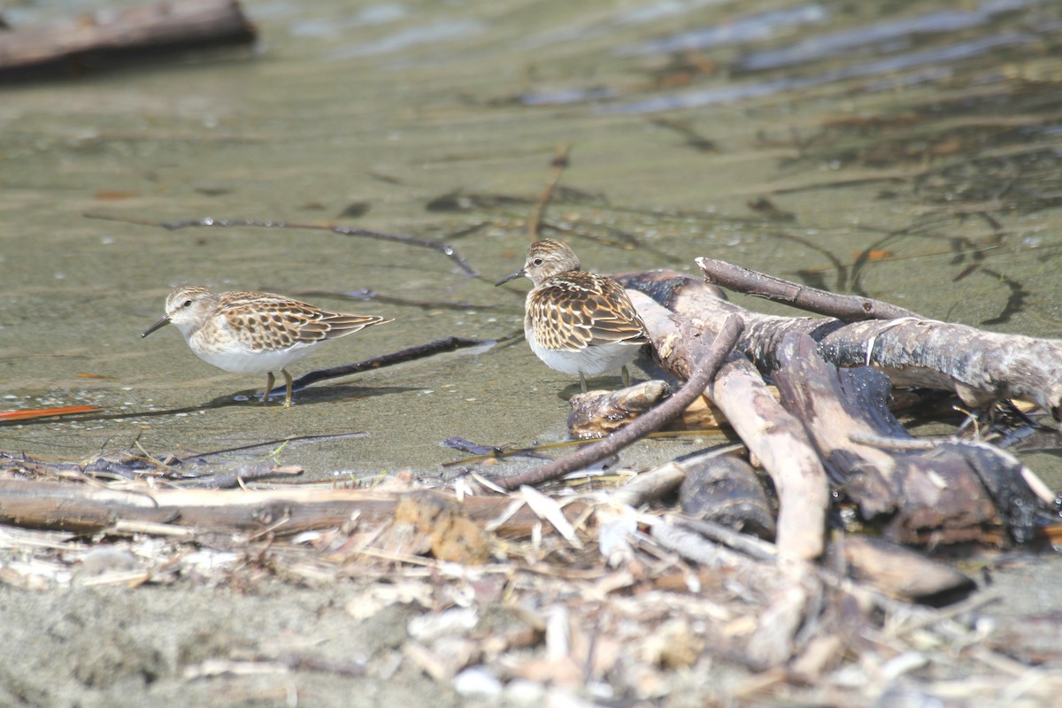 Least Sandpiper - ML482169431