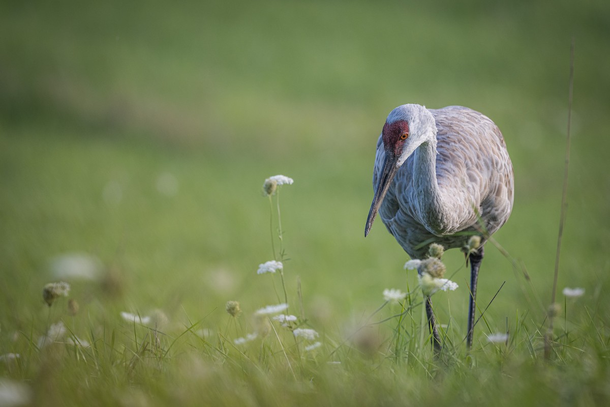 Sandhill Crane - ML482173601