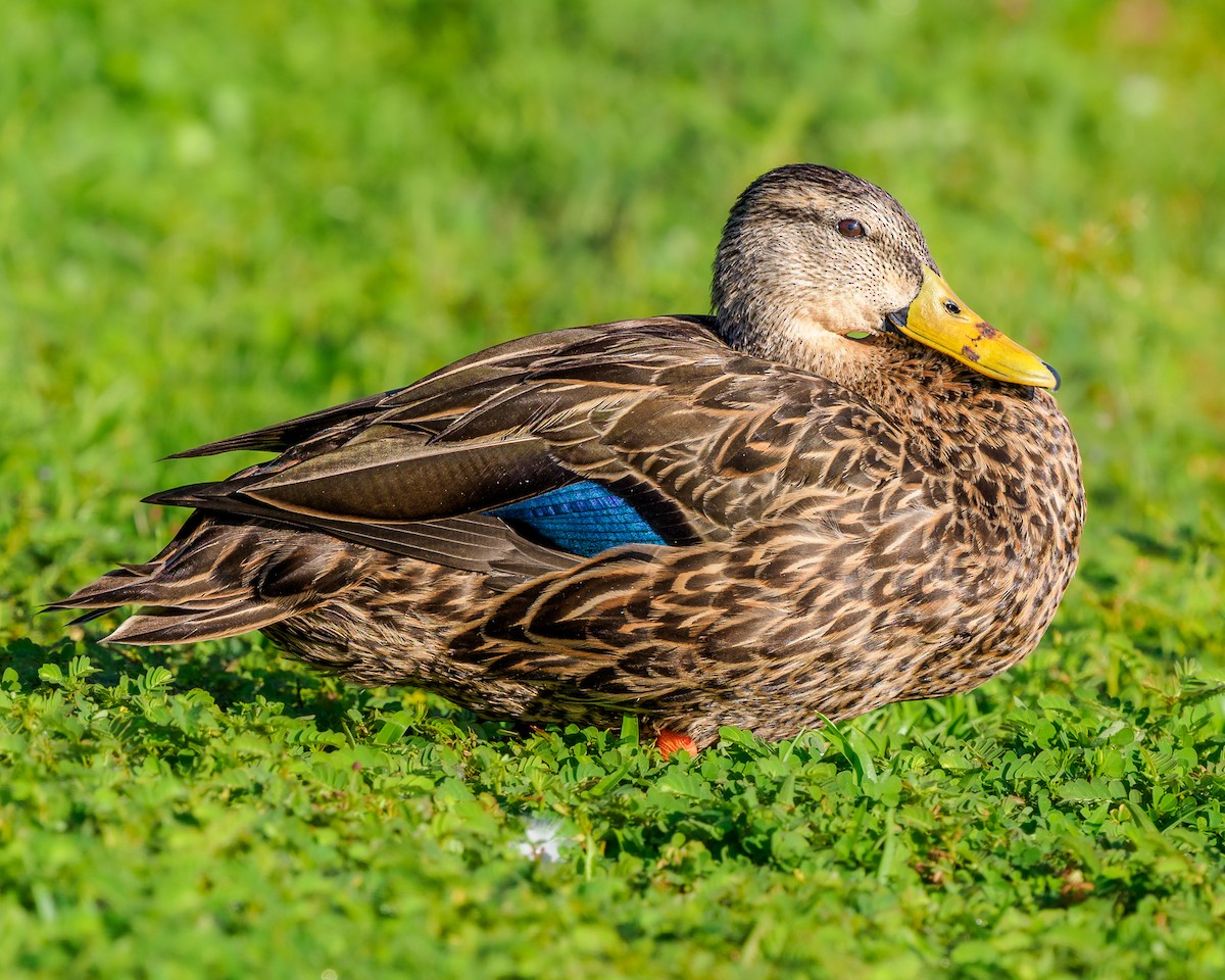 Mottled Duck - Greg Drawbaugh