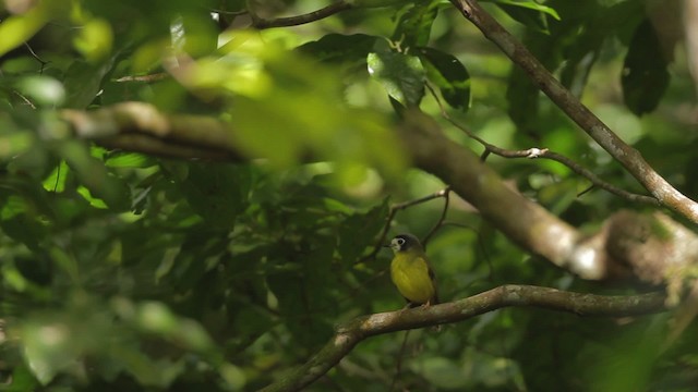 White-faced Robin - ML482175