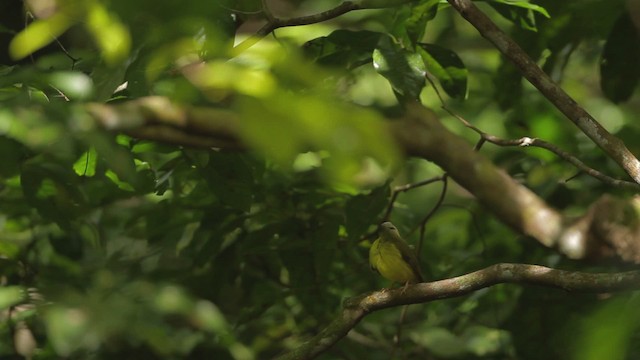 White-faced Robin - ML482176