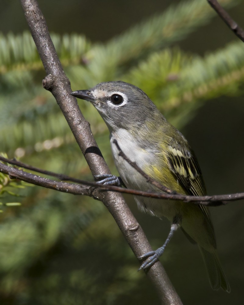 Blue-headed Vireo - ML482176871