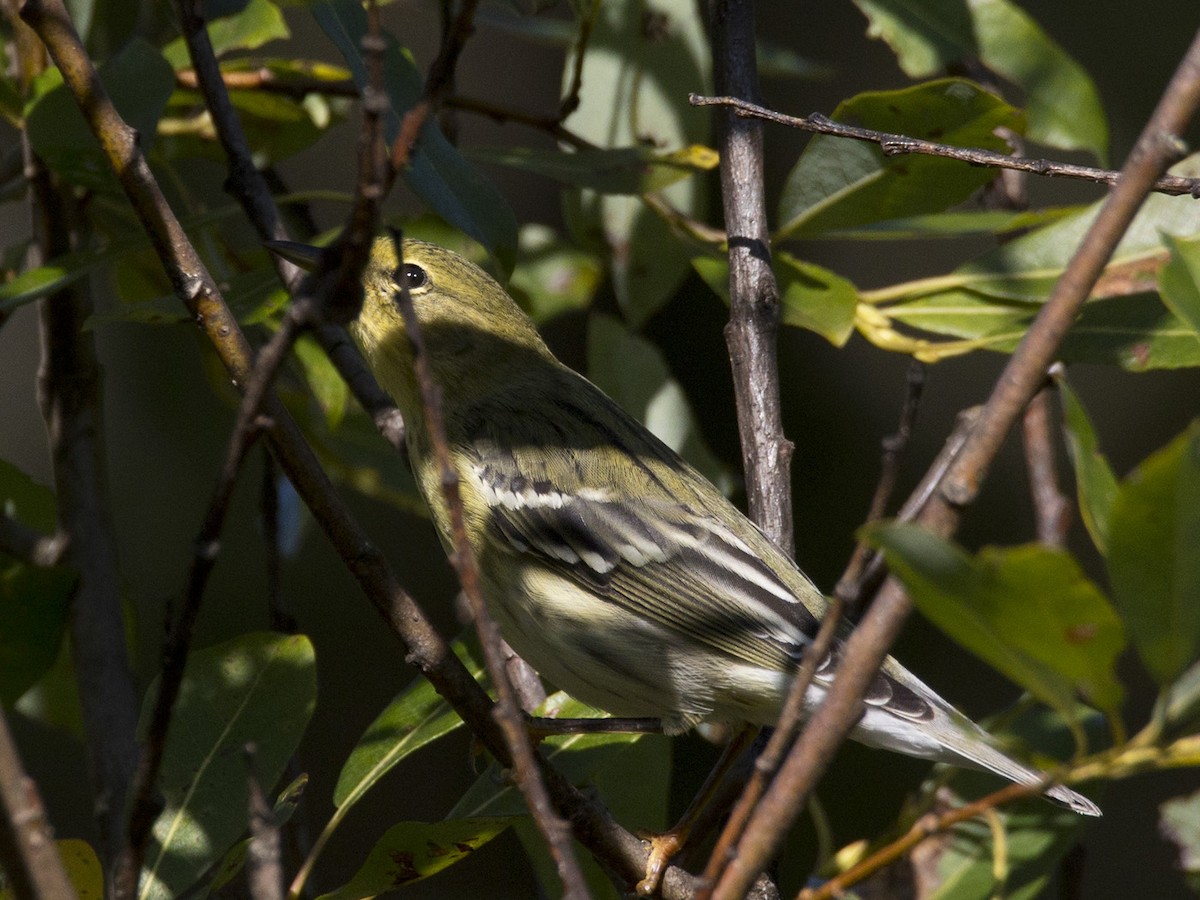 Blackpoll Warbler - ML482177181