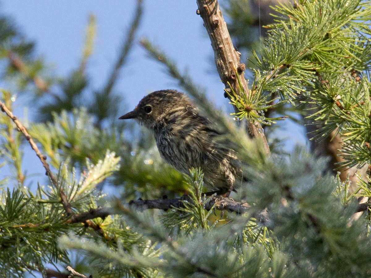 Yellow-rumped Warbler - ML482177311