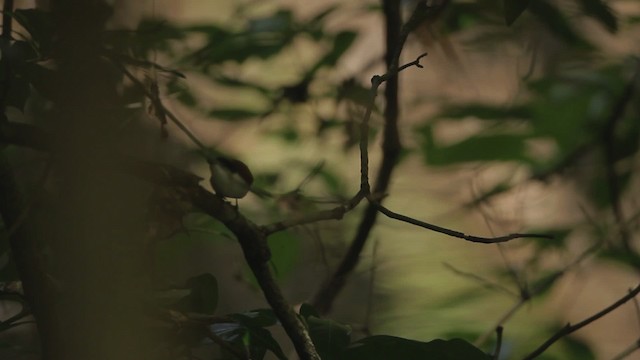 Shining Flycatcher - ML482178