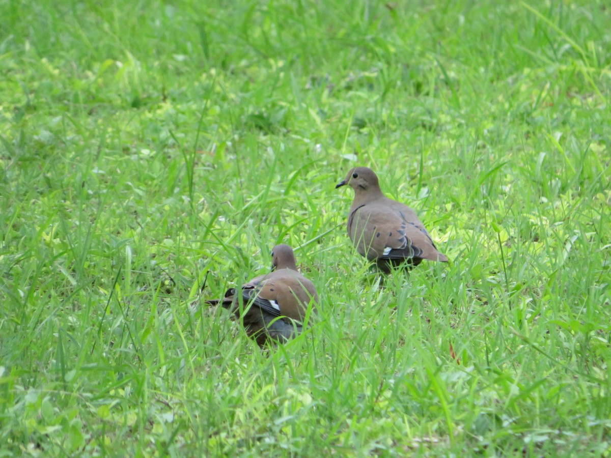 Zenaida Dove - ML482178041