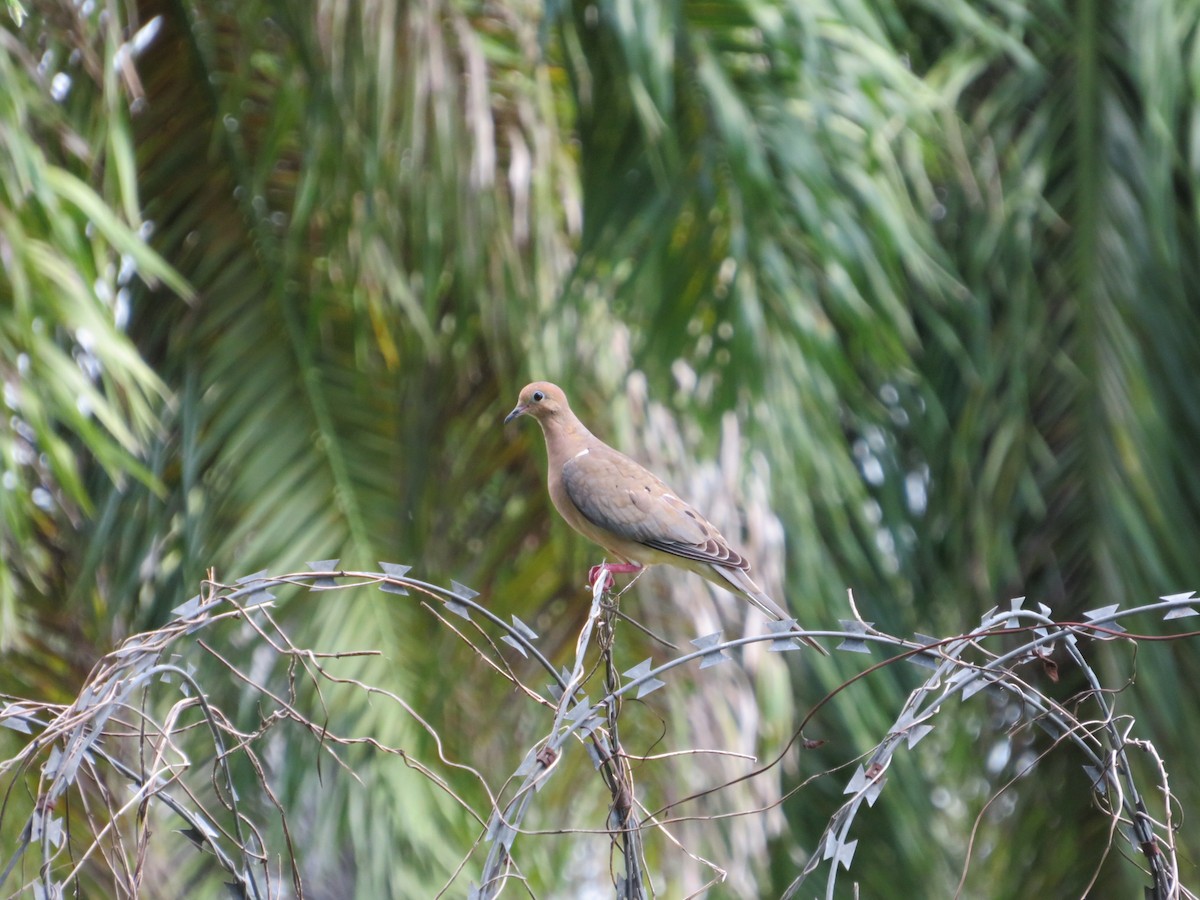 Mourning Dove - ML482178081