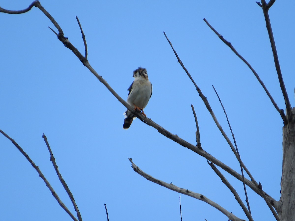 American Kestrel - ML482178291