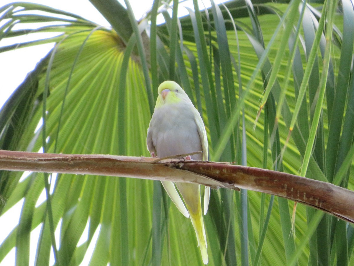 Budgerigar (Domestic type) - ML482178311