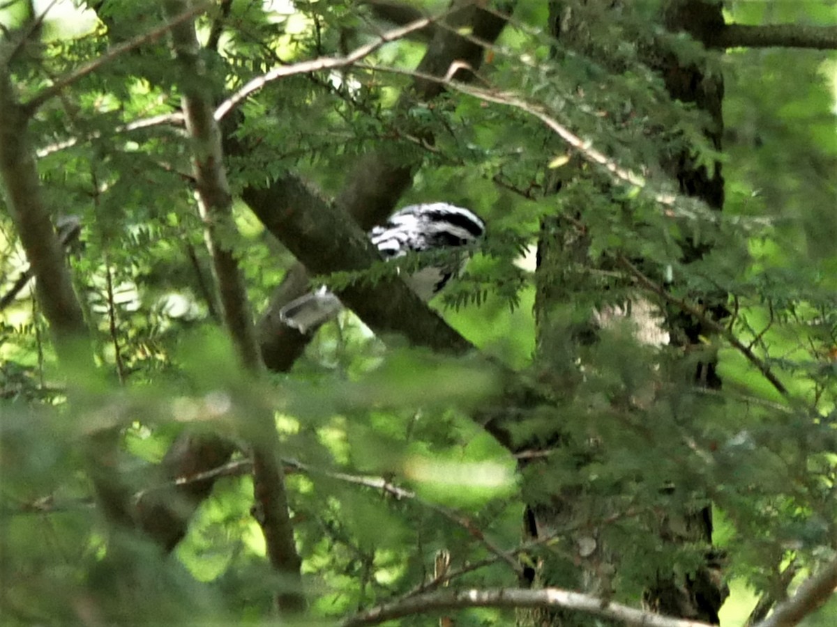 Black-and-white Warbler - ML482178561