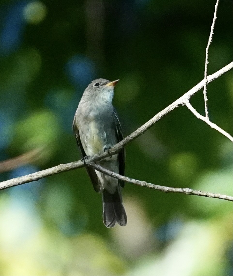 Eastern Wood-Pewee - ML482180551