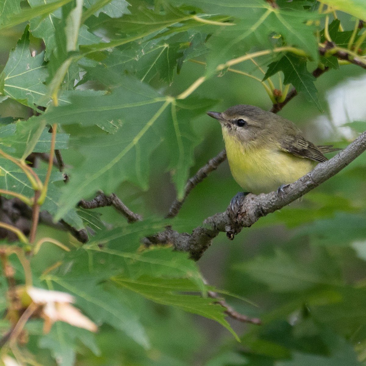 Philadelphia Vireo - ML482180731