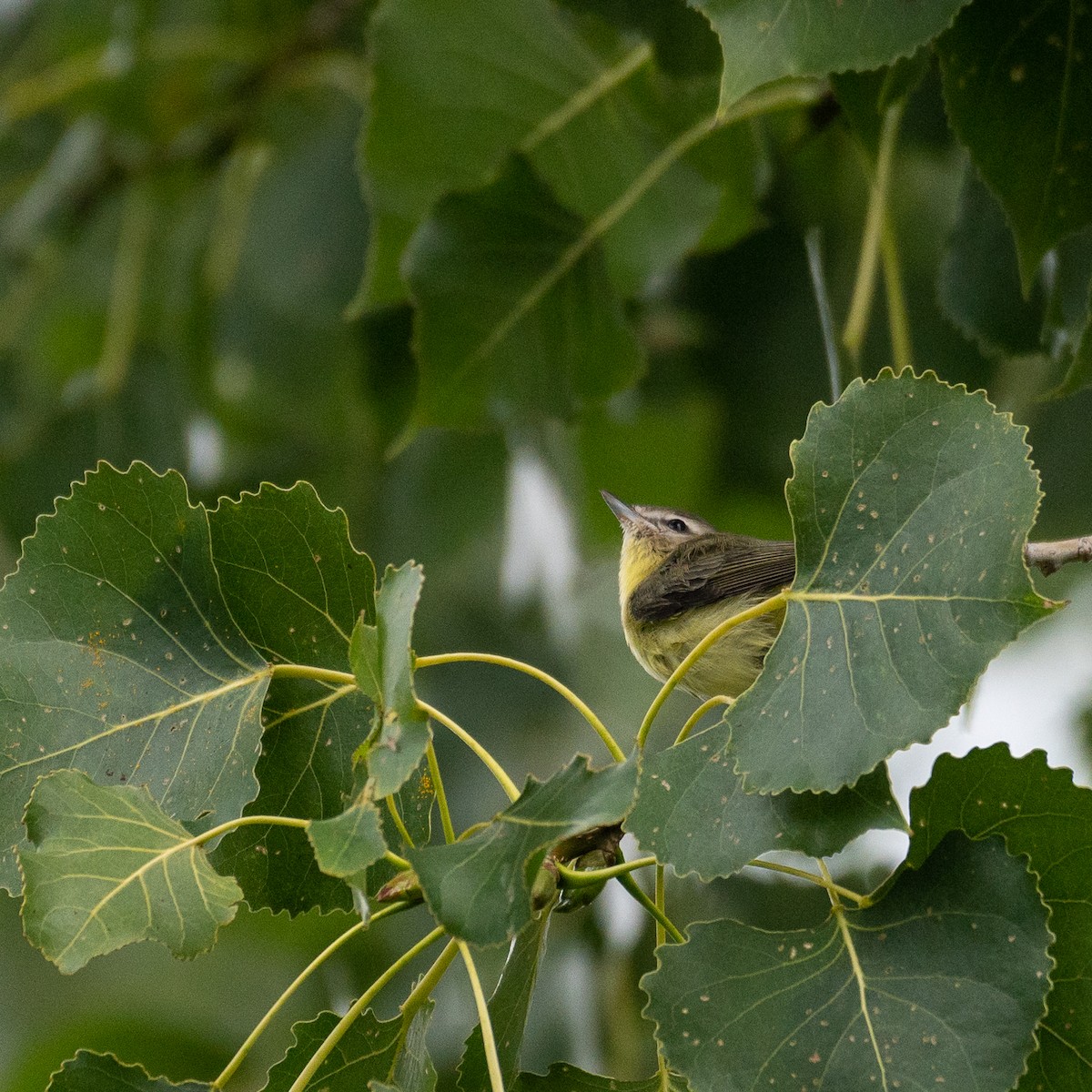 Philadelphia Vireo - ML482180741