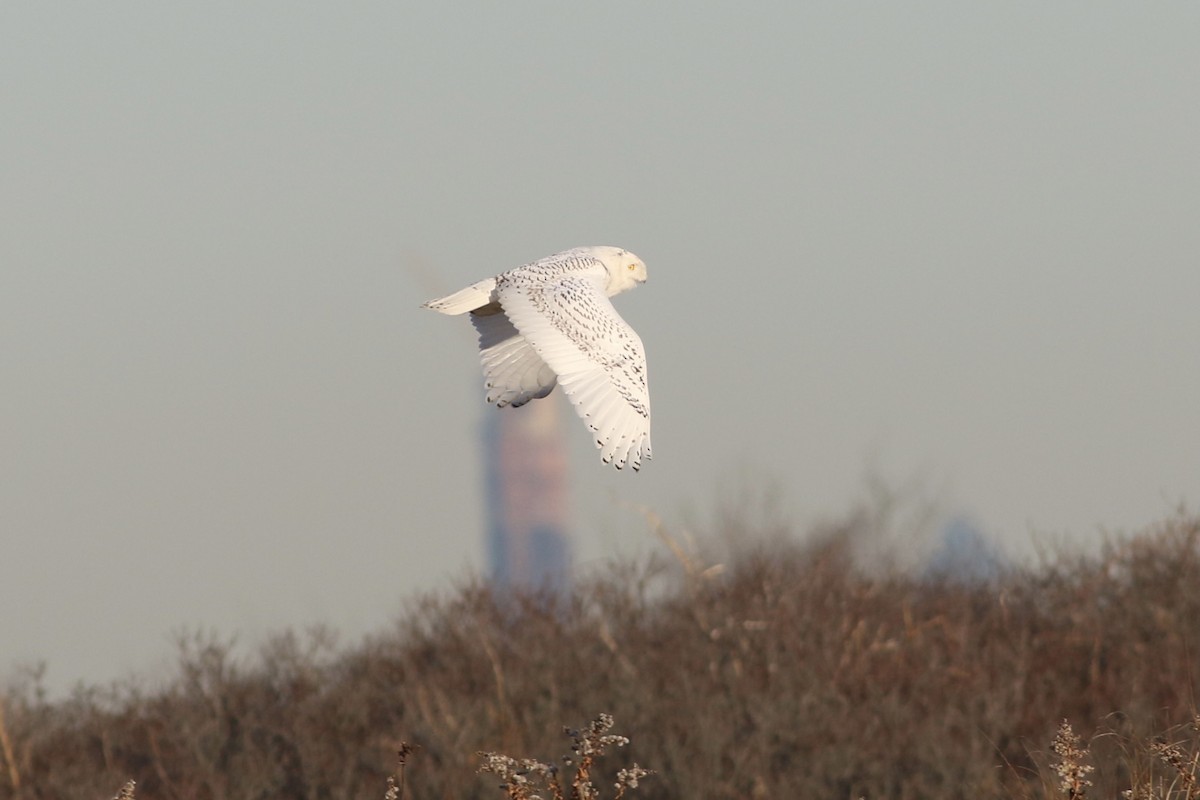 Snowy Owl - ML482181161