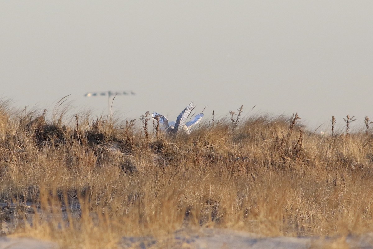 Snowy Owl - ML482181191