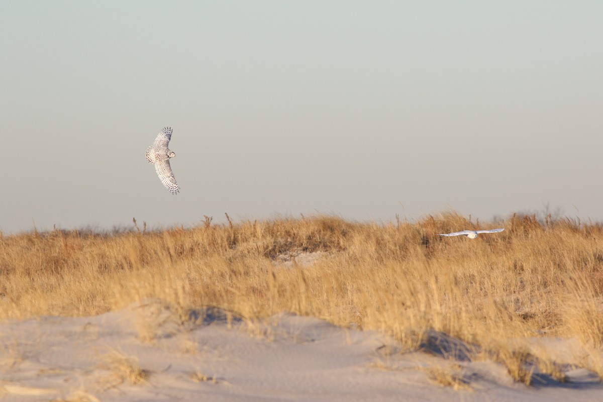 Snowy Owl - ML482182021