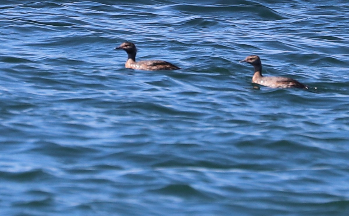 Horned Grebe - ML482182061