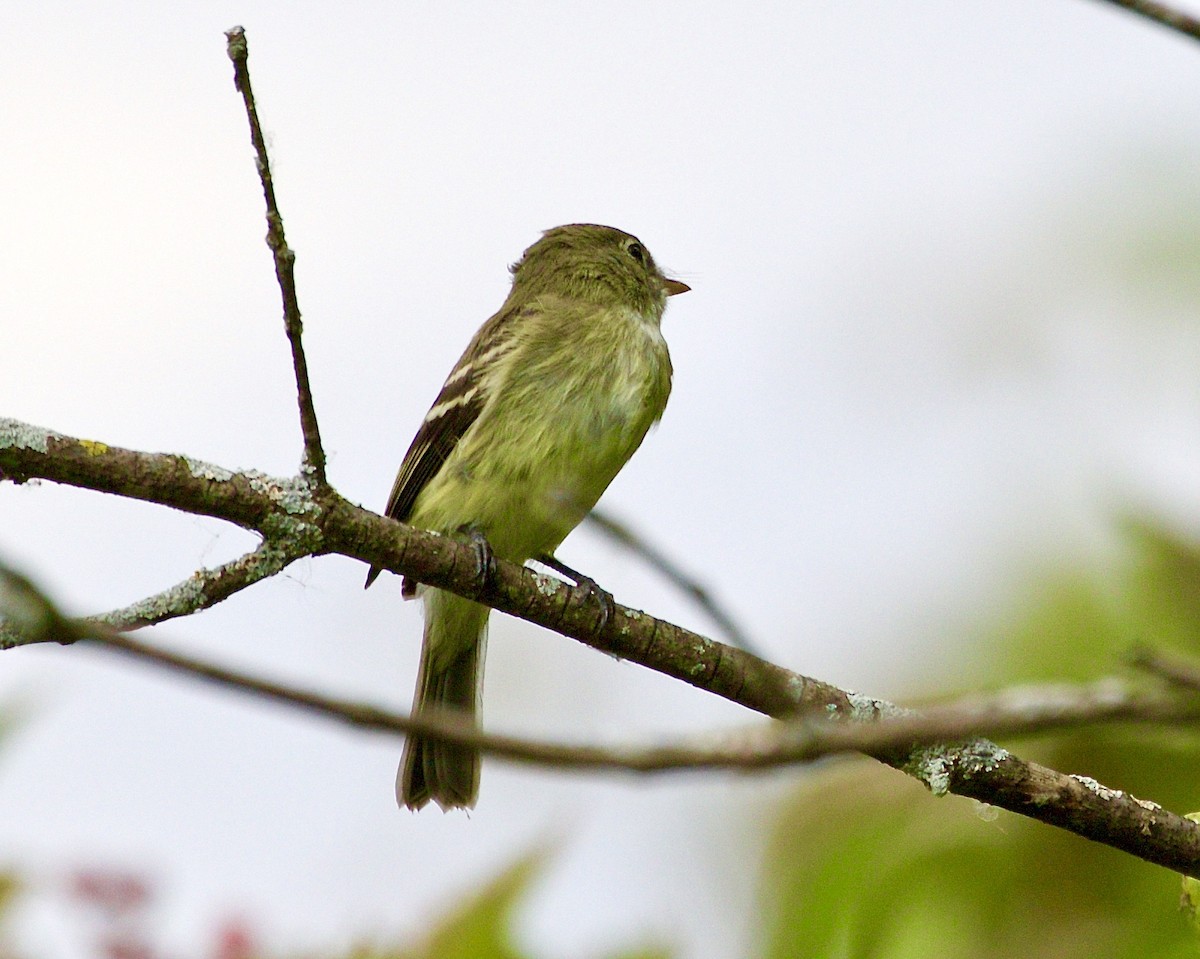 Yellow-bellied Flycatcher - Jack & Holly Bartholmai