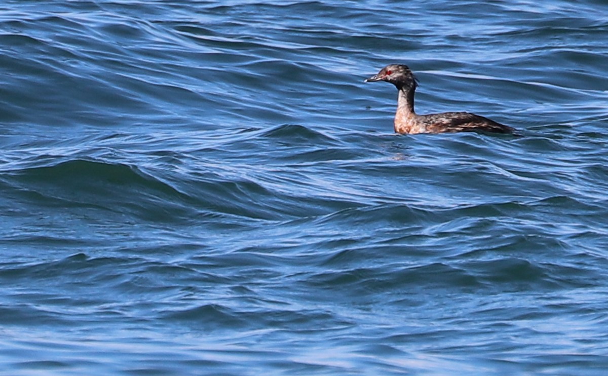 Horned Grebe - ML482182101