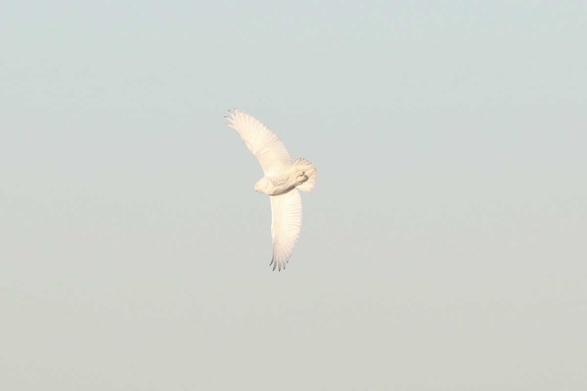 Snowy Owl - ML482182881