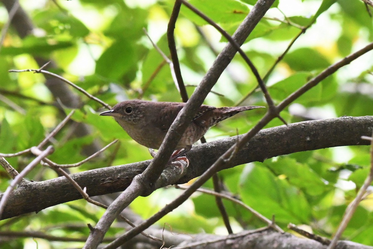 Carolina Wren - ML482182921