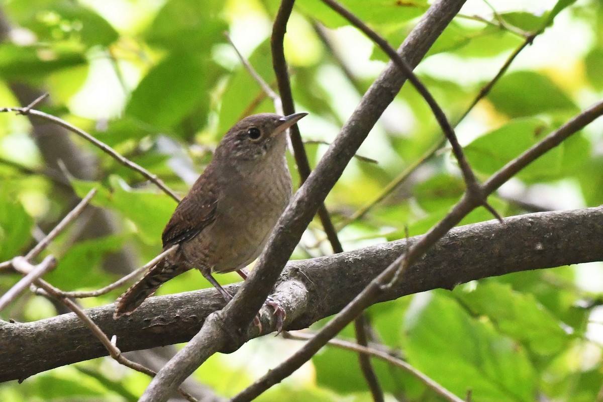 Carolina Wren - ML482182931