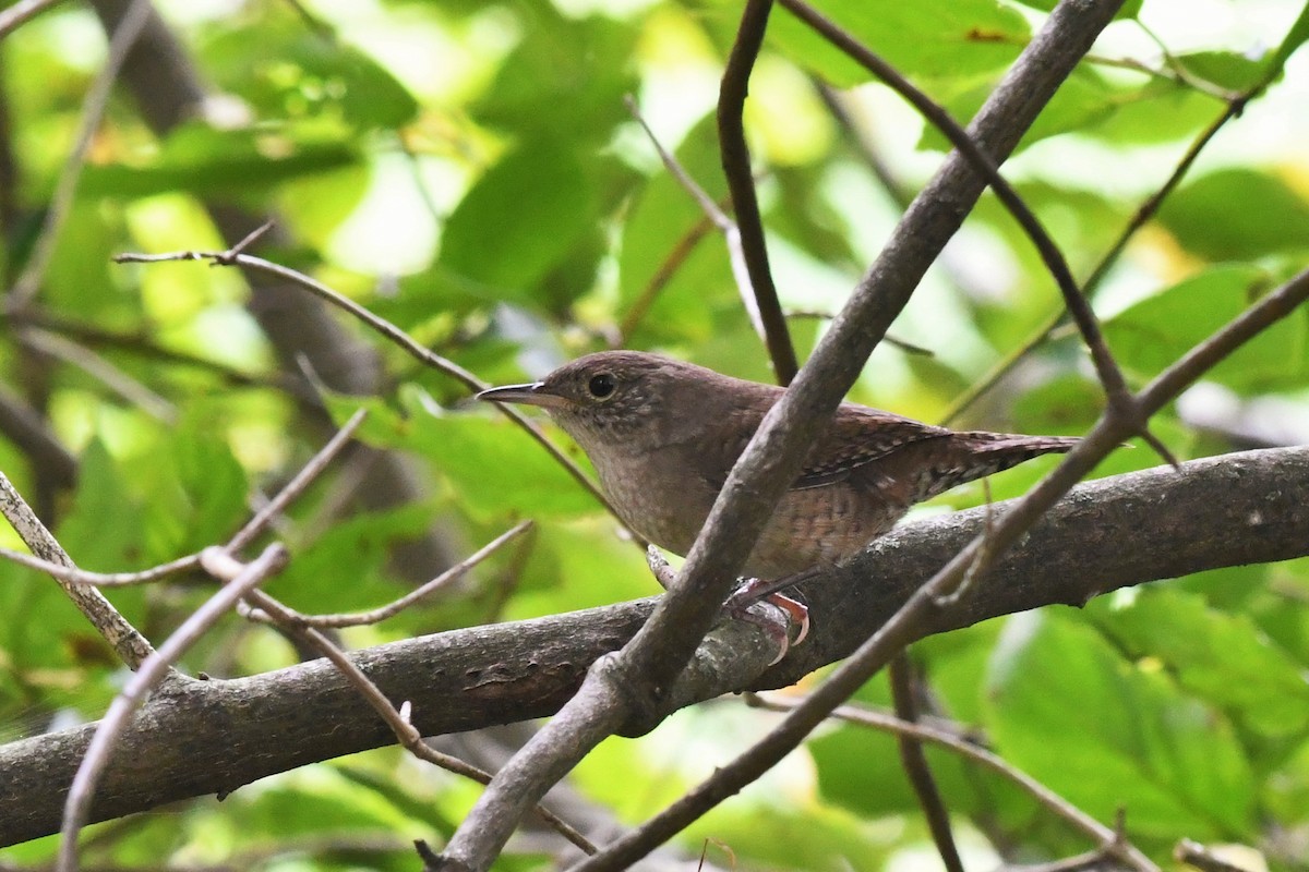 Carolina Wren - ML482182951