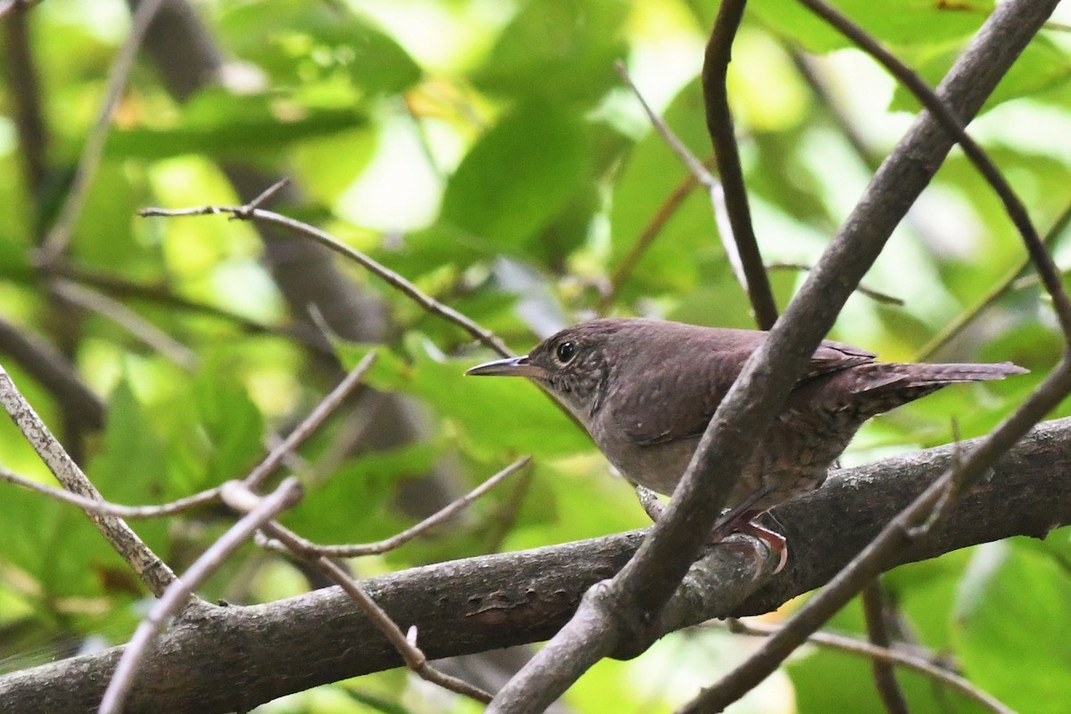 Carolina Wren - ML482182961