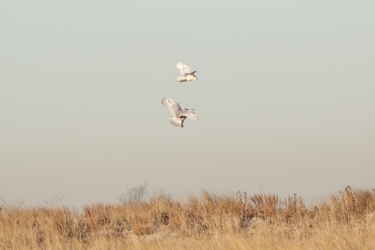 Snowy Owl - ML482183151