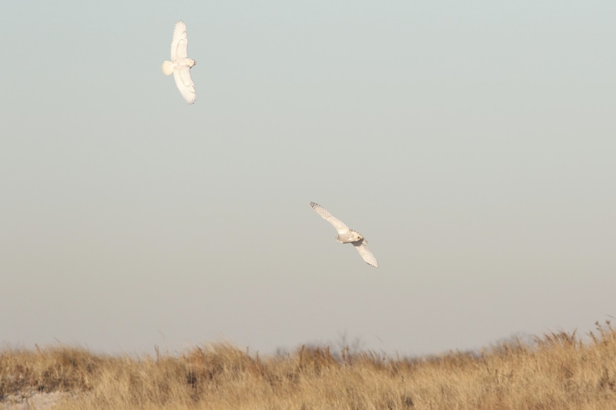 Snowy Owl - Max Epstein