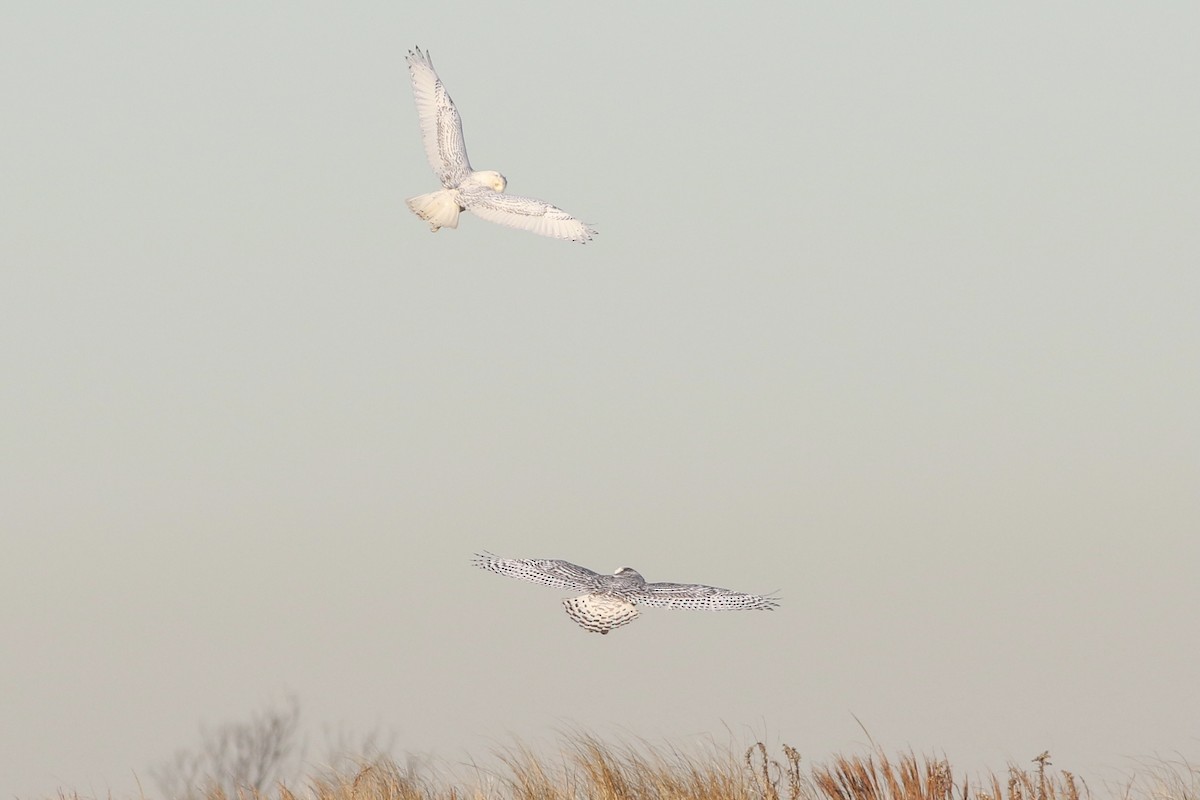 Snowy Owl - ML482183441