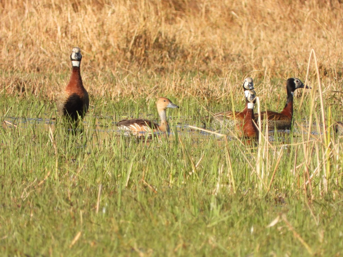 Fulvous Whistling-Duck - Andrew Guy
