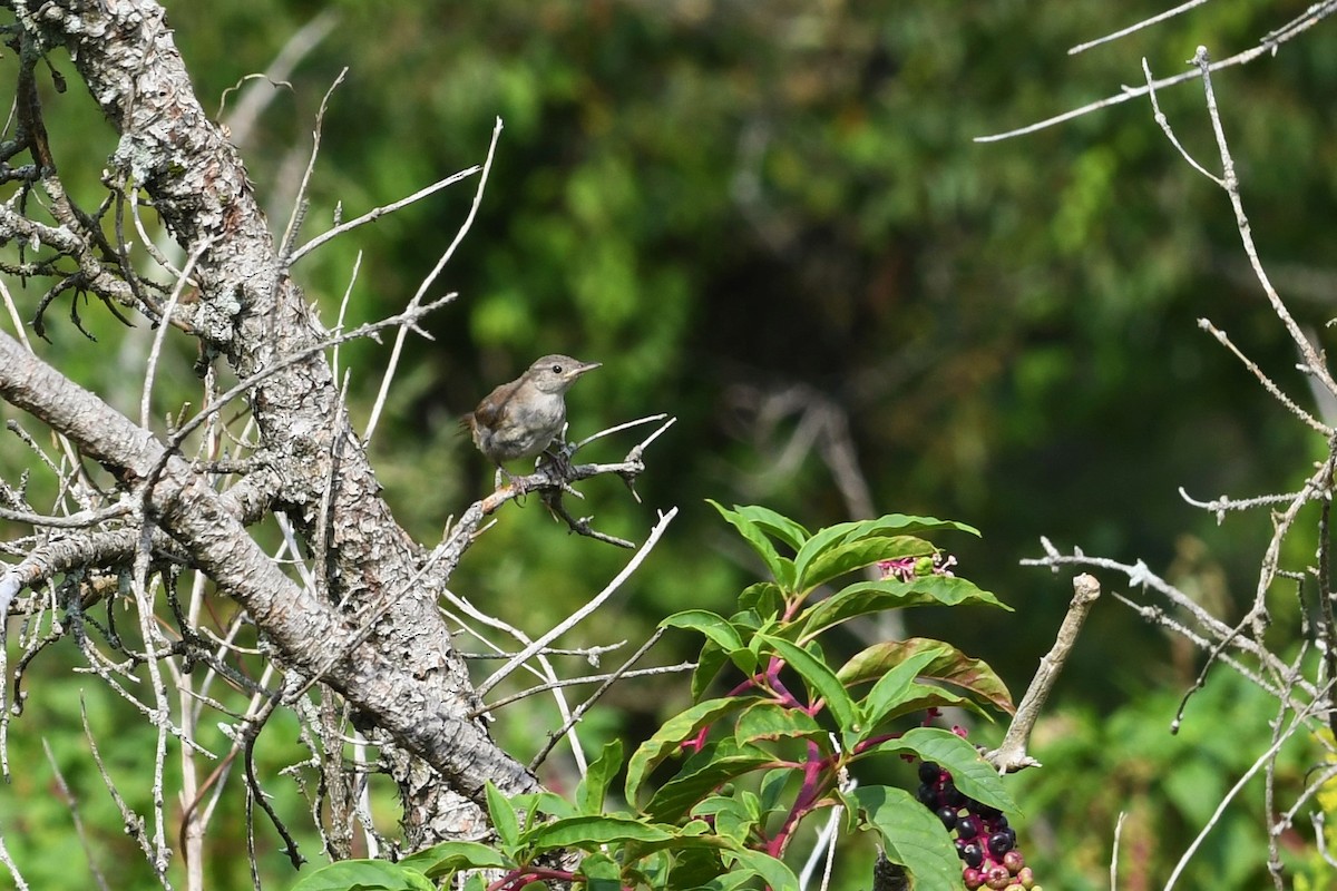 Carolina Wren - ML482183901