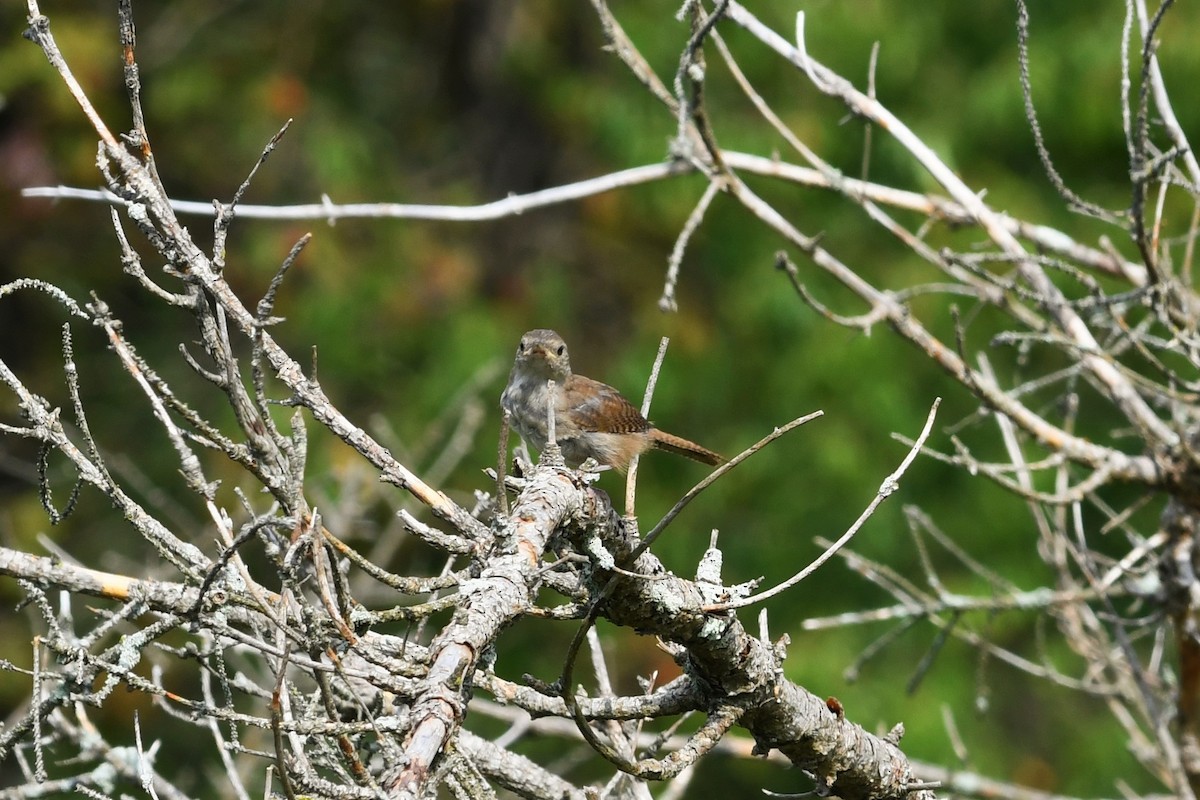 Carolina Wren - ML482183911