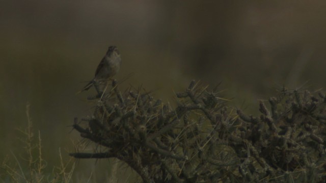 Brewer's Sparrow - ML482185