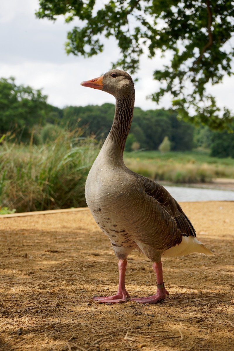 Graylag Goose - ML482185571