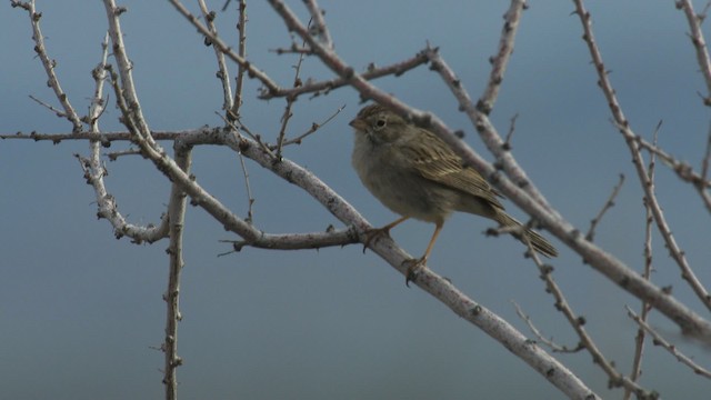 Brewer's Sparrow - ML482186