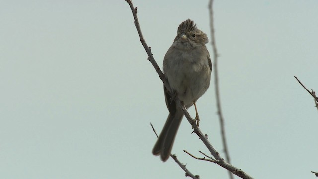 Brewer's Sparrow - ML482187