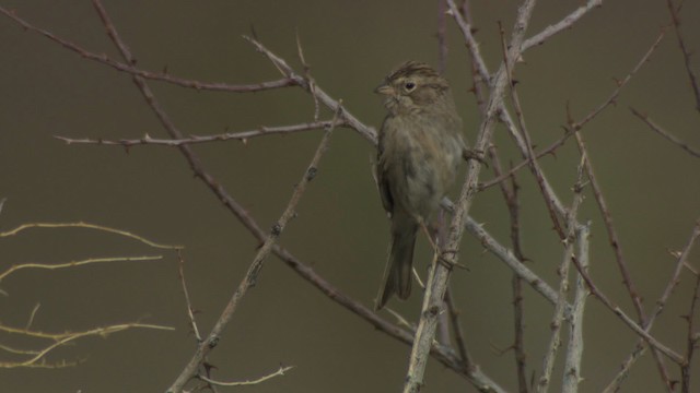 Brewer's Sparrow - ML482188