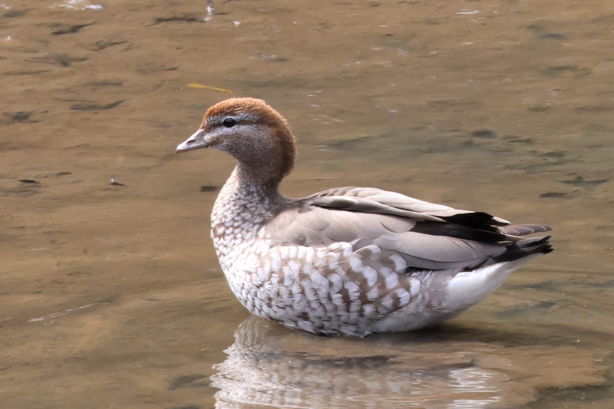 Maned Duck - Heather Williams