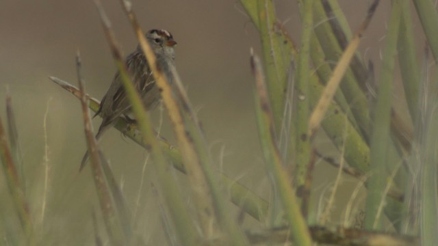 White-crowned Sparrow - ML482189