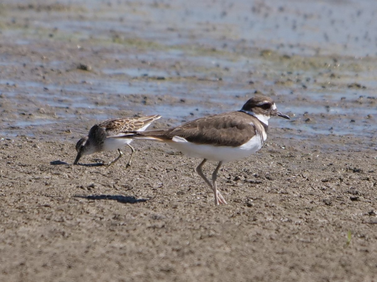 Killdeer - ML482189701