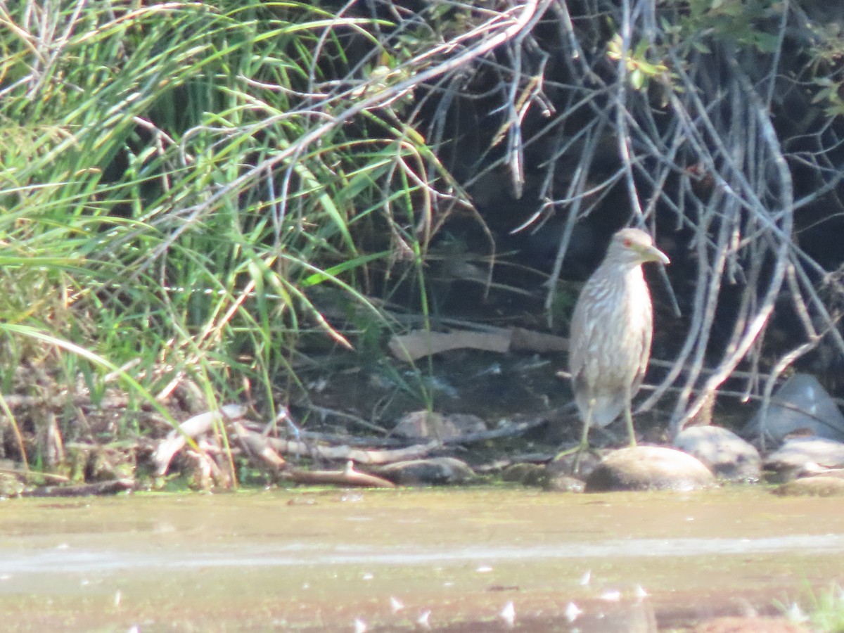 Black-crowned Night Heron - ML482189801