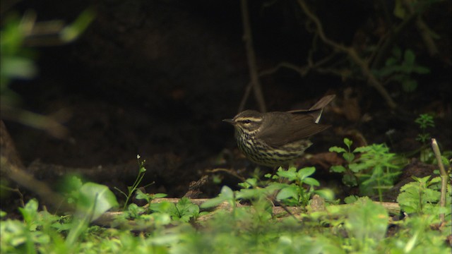 Northern Waterthrush - ML482190