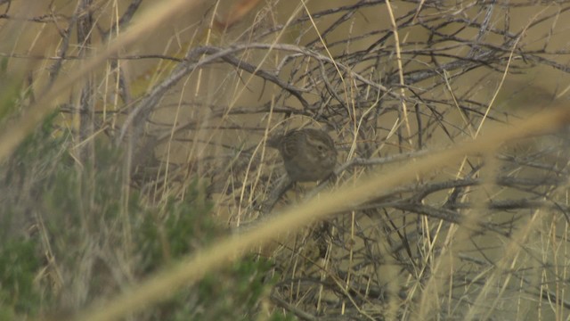 Brewer's Sparrow - ML482191