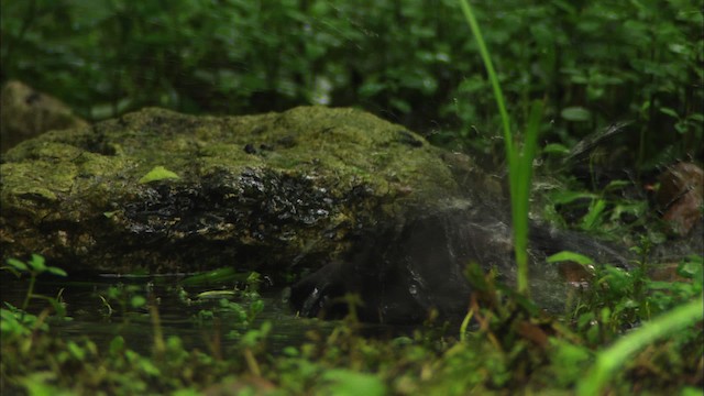 Miaulari grisa - ML482192